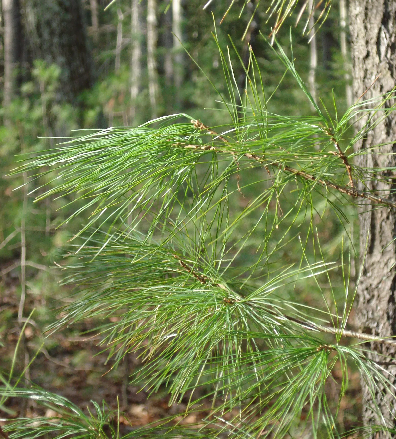 Eastern White Pine (Pinus Strobus) — conifer / tree for full or half