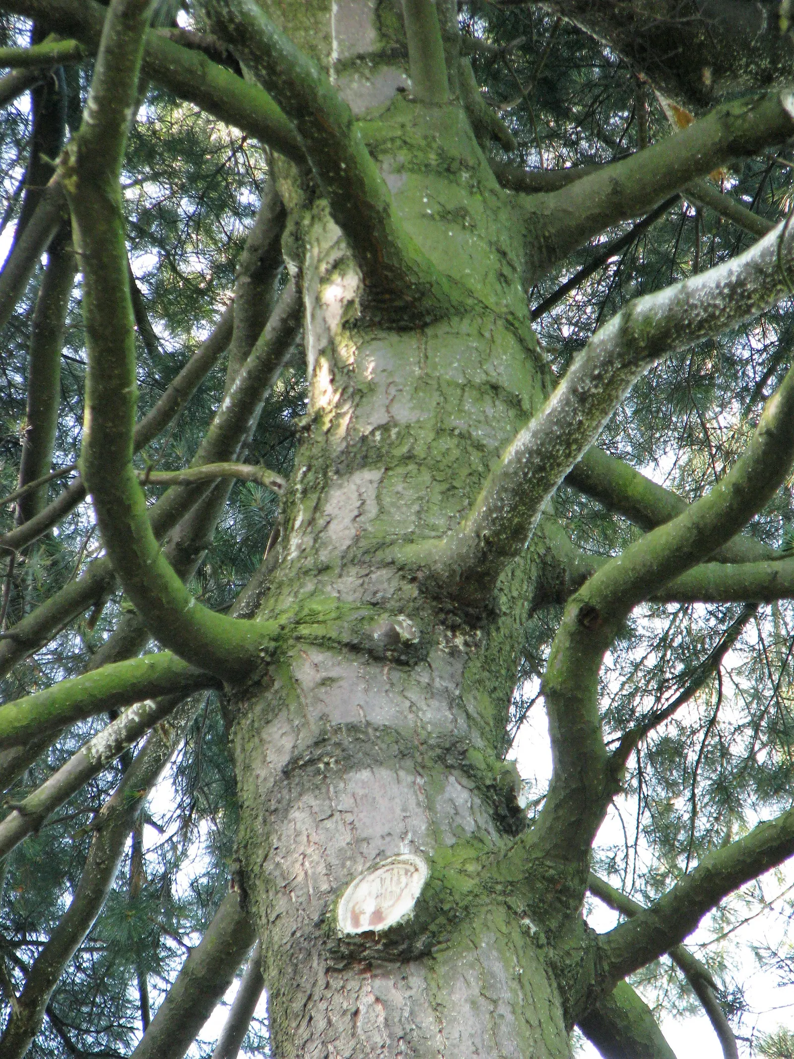 Eastern White Pine (Pinus Strobus) — The Eastern White Pine (Pinus strobus) is an iconic, long-lived conifer, native to North America