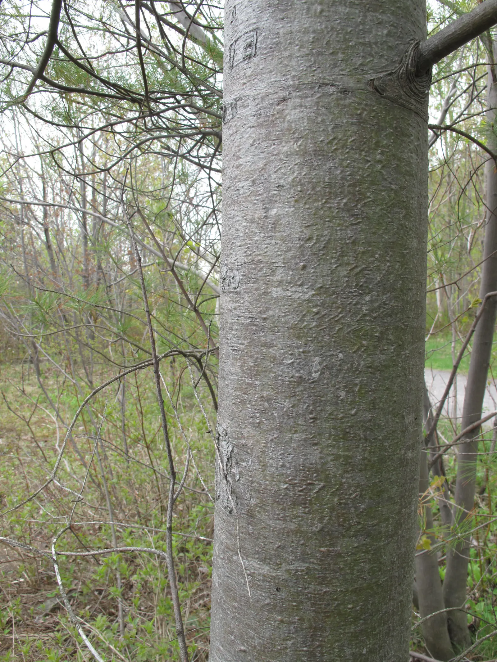 Eastern White Pine (Pinus Strobus) — measuring about 3 to 5 inches in length