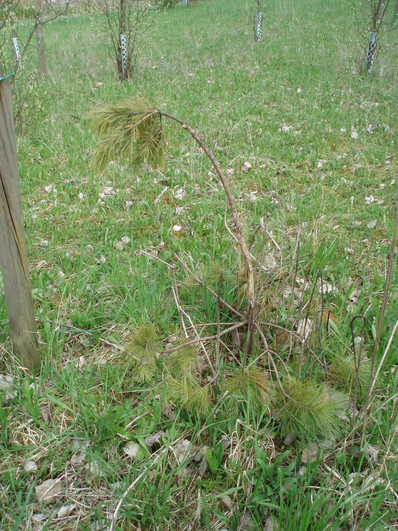 Eastern White Pine (Pinus Strobus) — It is tolerant to a variety of soil conditions, including sandy and clay substrates