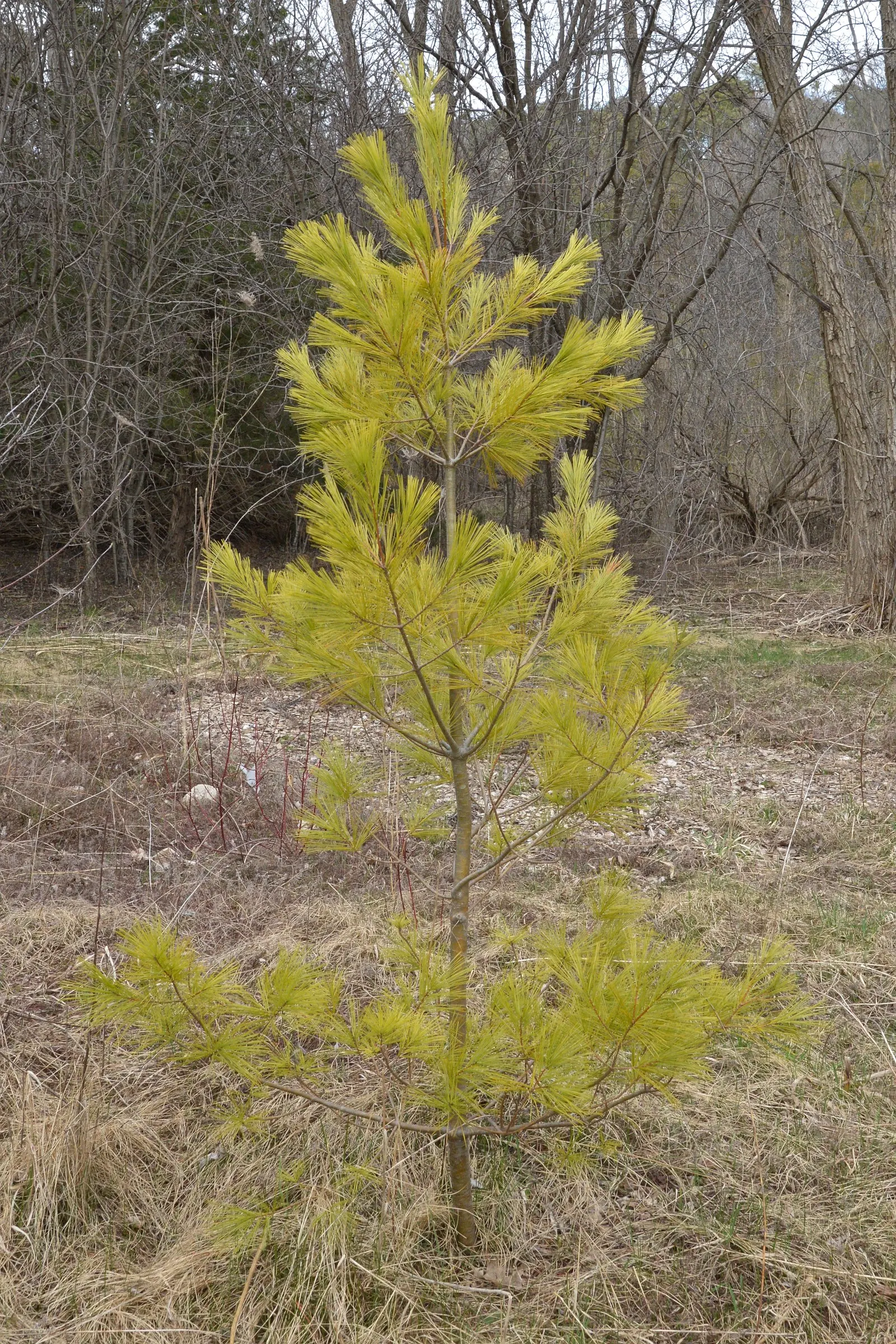 Eastern White Pine (Pinus Strobus) — it offers year-round greenery