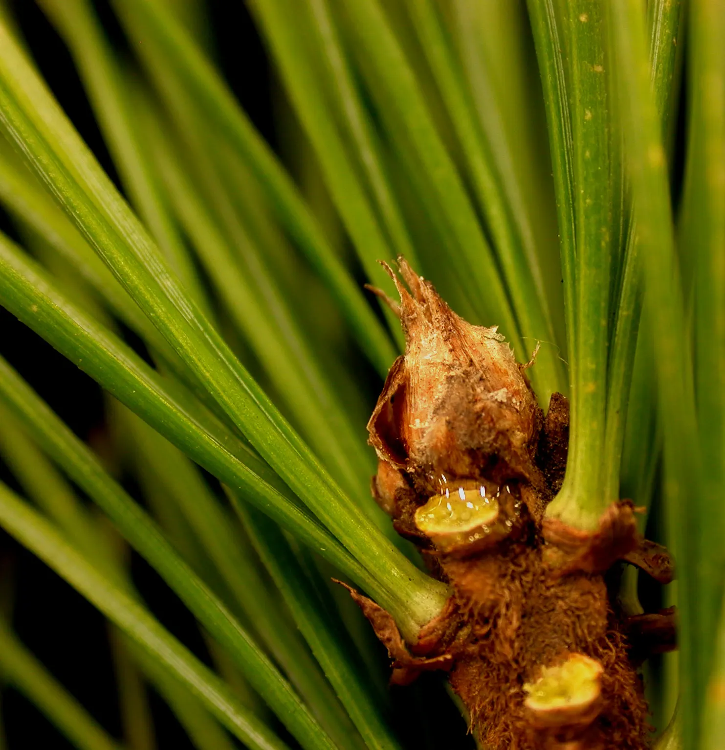 Eastern White Pine (Pinus Strobus) — The foliage presents a delicate bluish-green hue, transitioning to a golden tone in the fall