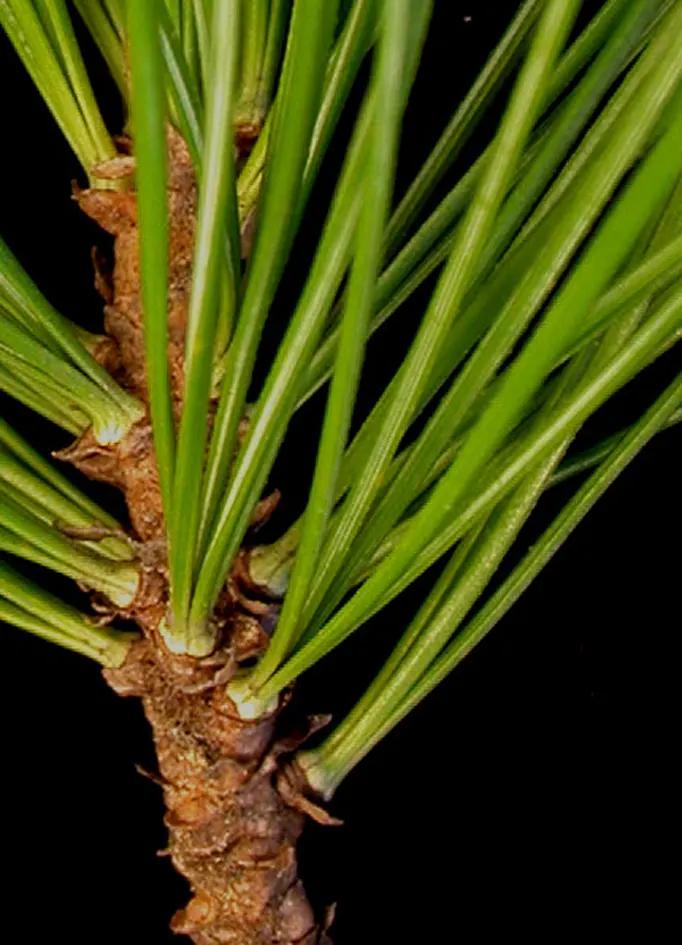 Eastern White Pine (Pinus Strobus) — Ideal for spacious landscapes