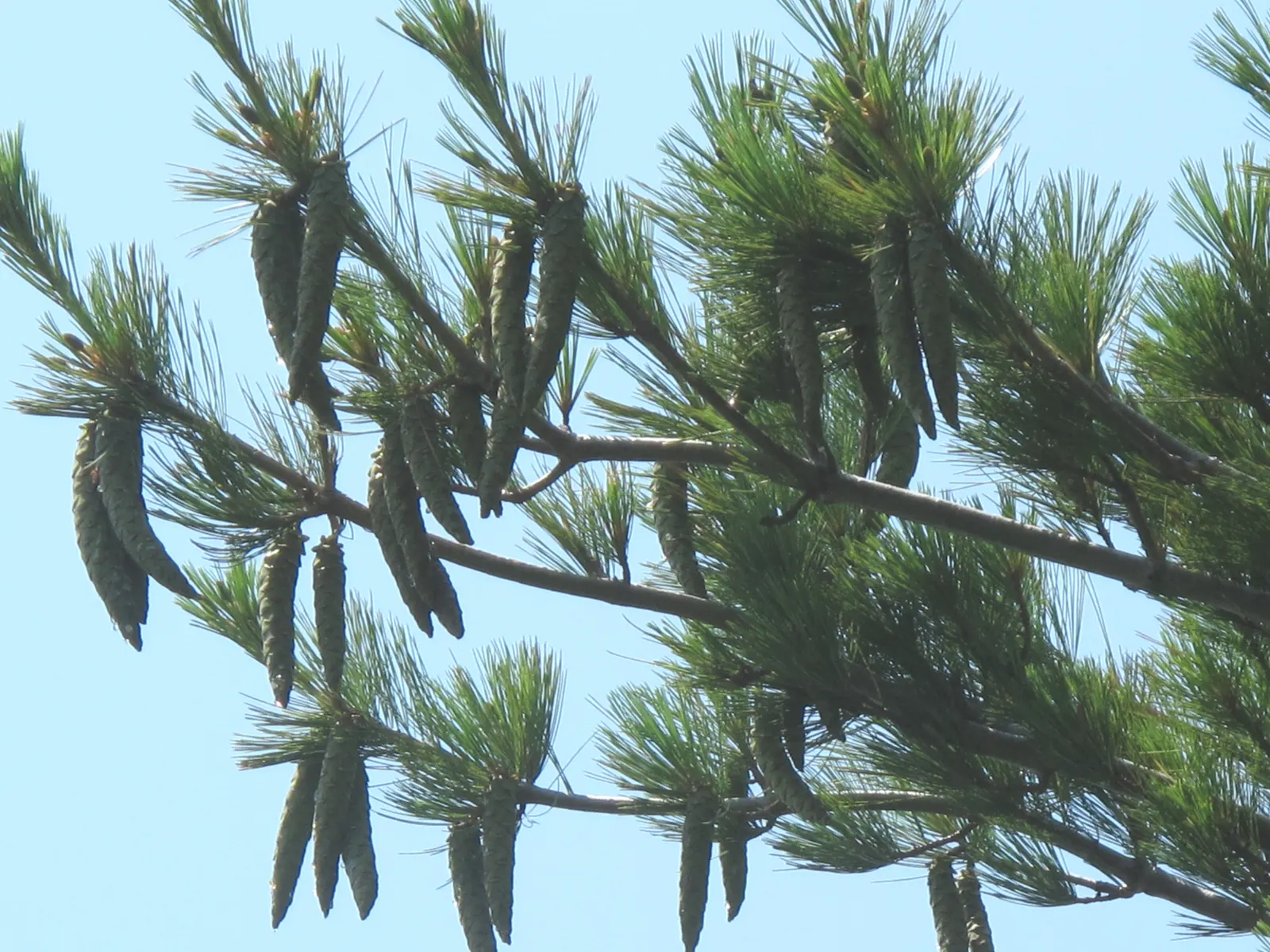Eastern White Pine (Pinus Strobus) — this species is renowned for its fast growth and longevity; the tree produces slender