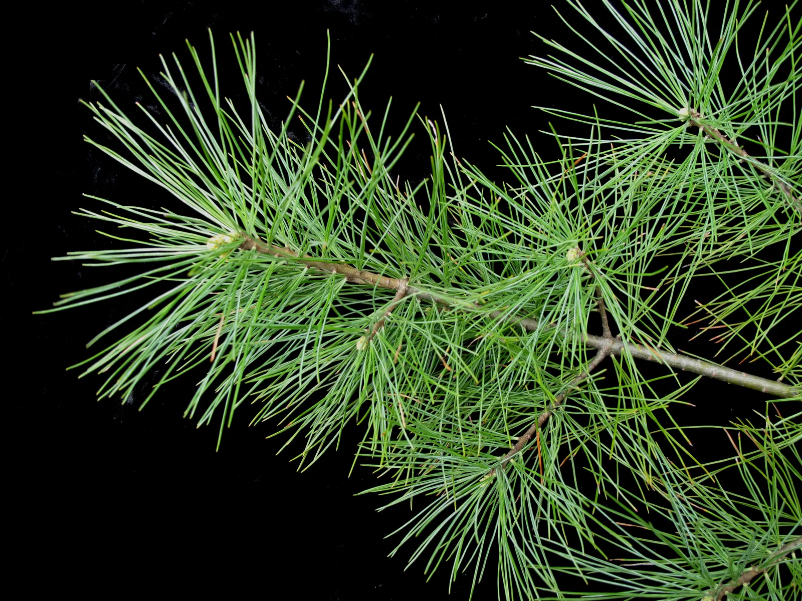 Eastern White Pine (Pinus Strobus) — The foliage presents a delicate bluish-green hue, transitioning to a golden tone in the fall; the Pinus strobus offers