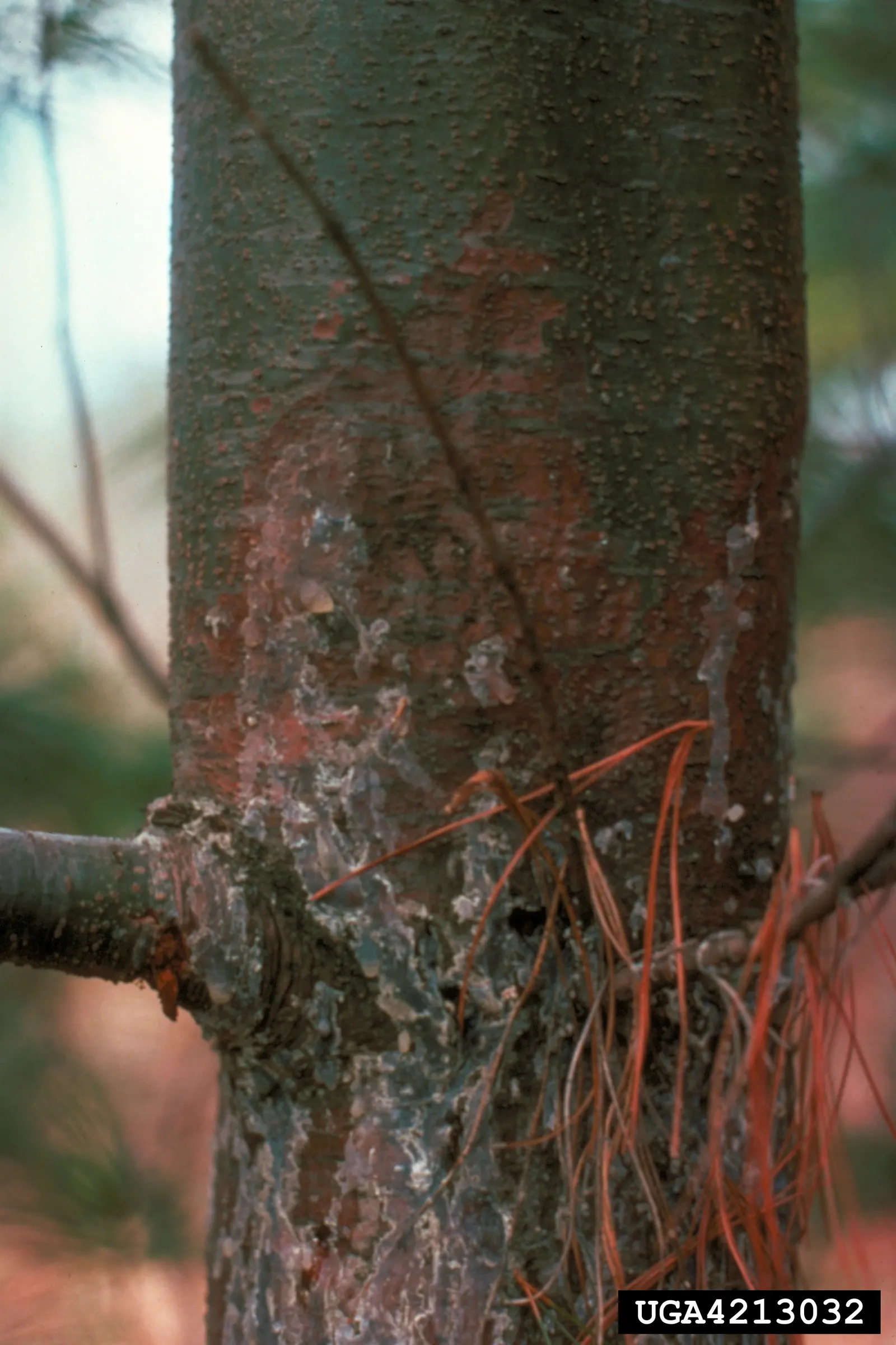 Eastern White Pine (Pinus Strobus) — the Pinus strobus offers versatility in design