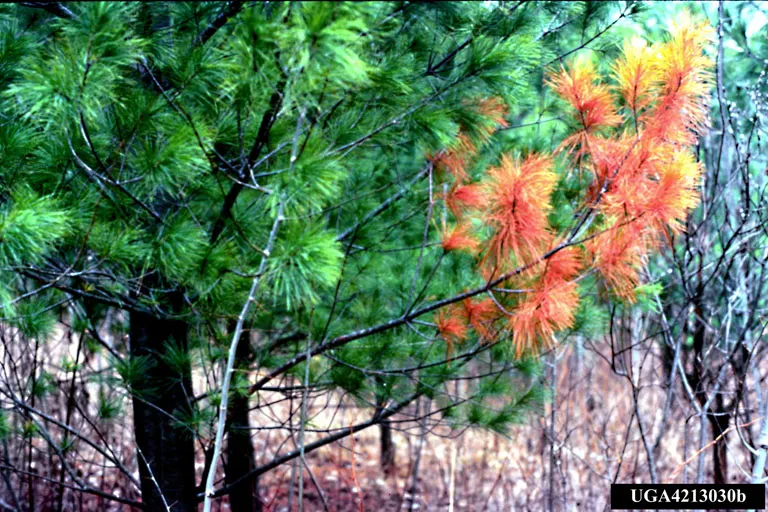 Eastern White Pine (Pinus Strobus) — is a revered conifer to consider for grand landscapes due to its stately form and adaptive nature; conifer / tree for full
