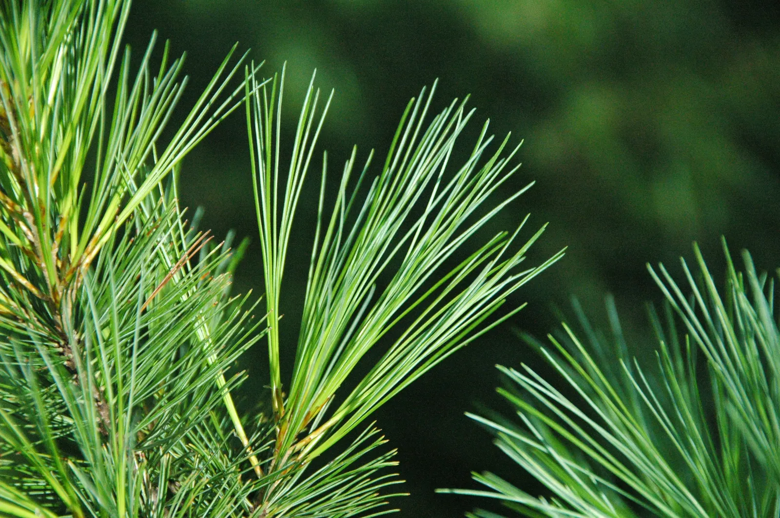 Eastern White Pine (Pinus Strobus) — It is tolerant to a variety of soil conditions, including sandy and clay substrates; hardy in USDA zones 3 through 8
