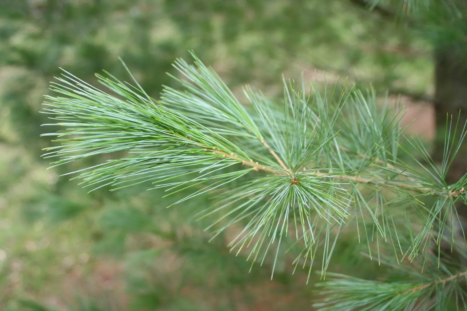 Eastern White Pine (Pinus Strobus) — It can reach astounding heights of 50 to 80 feet with a spread of 20 to 40 feet at maturity; it is crucial to provide