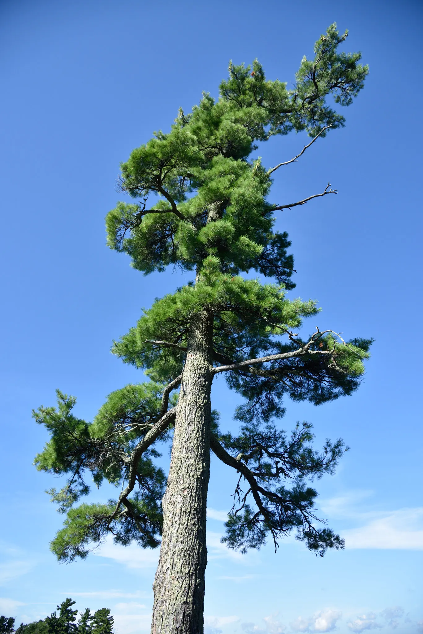Eastern White Pine (Pinus Strobus) — and is valued for its adaptable growth and graceful; it is tolerant to a variety of soil conditions, including, image 52