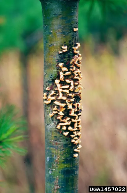 Eastern White Pine (Pinus Strobus) — it offers year-round greenery; this species is renowned for its fast growth and longevity, image 51