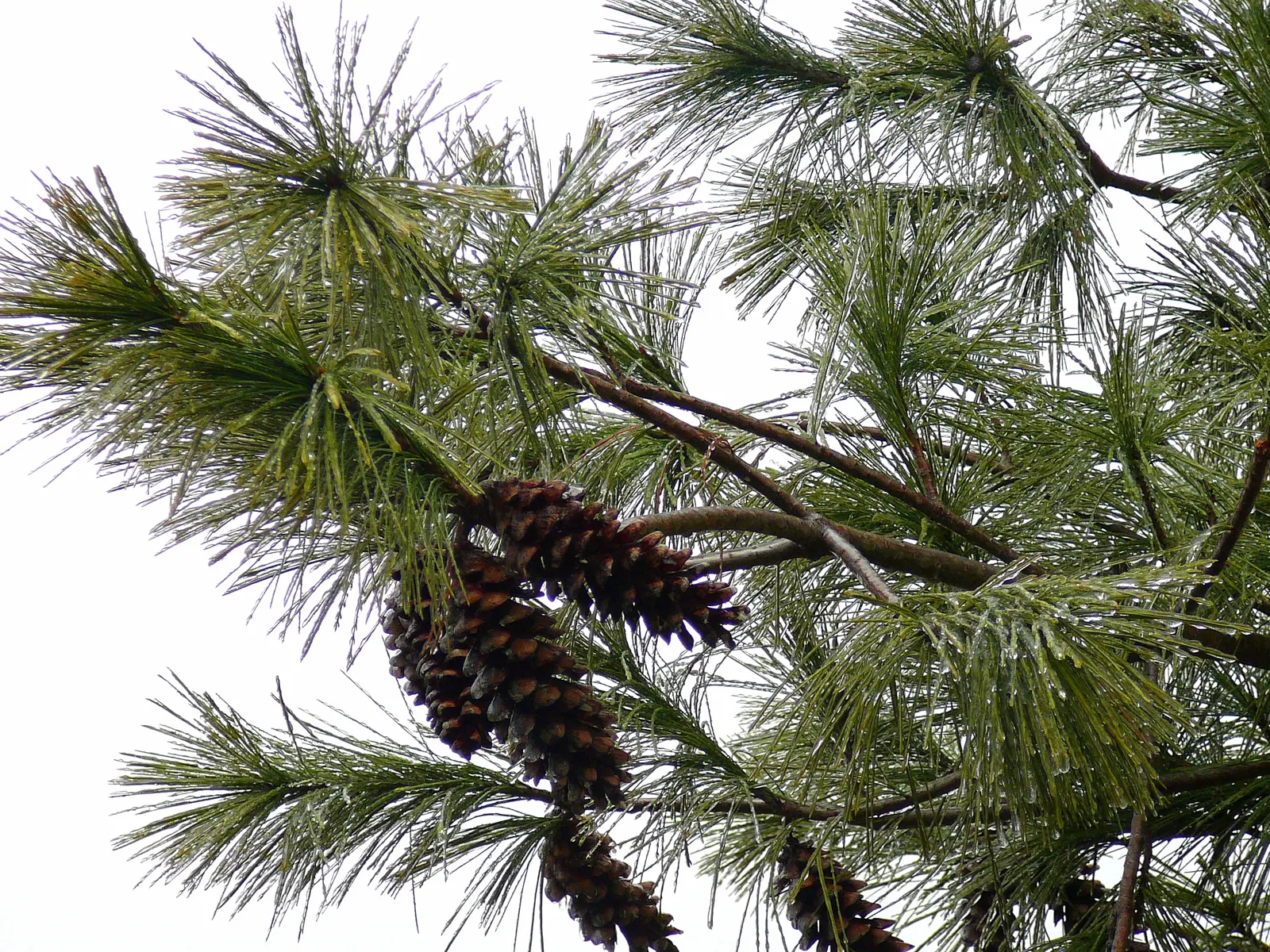 Eastern White Pine (Pinus Strobus) — it is crucial to provide ample space for this tree to flourish; and is valued for its adaptable growth and graceful