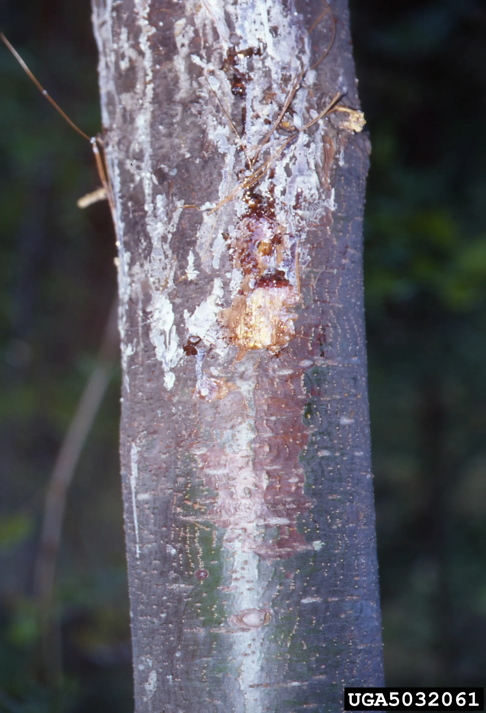 Eastern White Pine (Pinus Strobus) — The tree produces slender