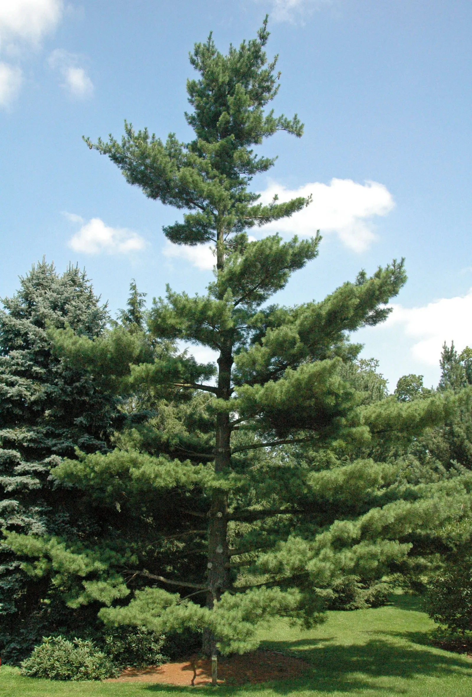 Eastern White Pine (Pinus Strobus) — it offers year-round greenery; this species is renowned for its fast growth and longevity