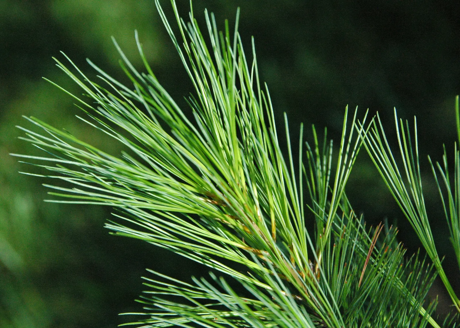 Eastern White Pine (Pinus Strobus) — is a revered conifer to consider for grand landscapes due to its stately form and adaptive nature