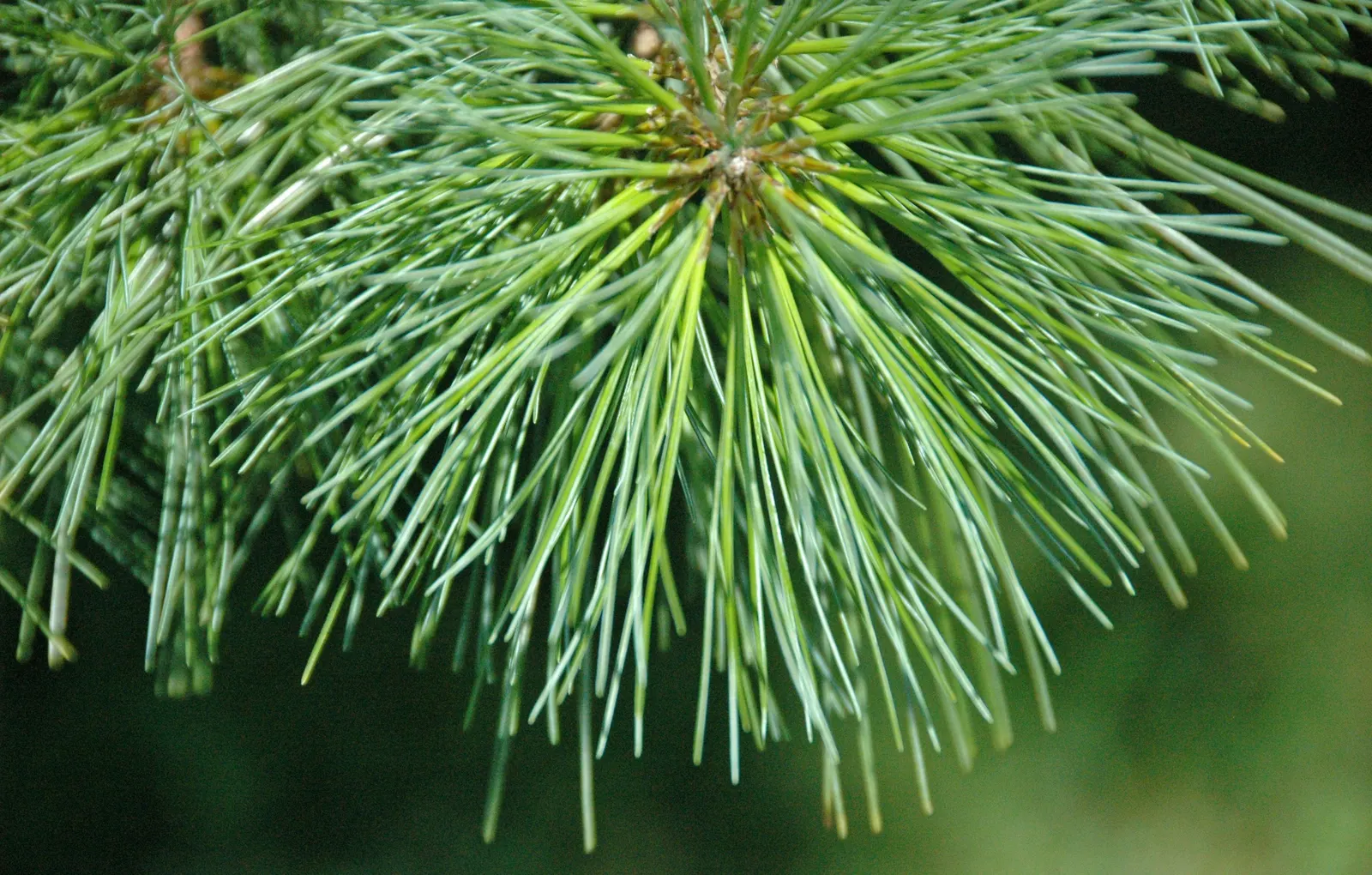 Eastern White Pine (Pinus Strobus) — this species is renowned for its fast growth and longevity
