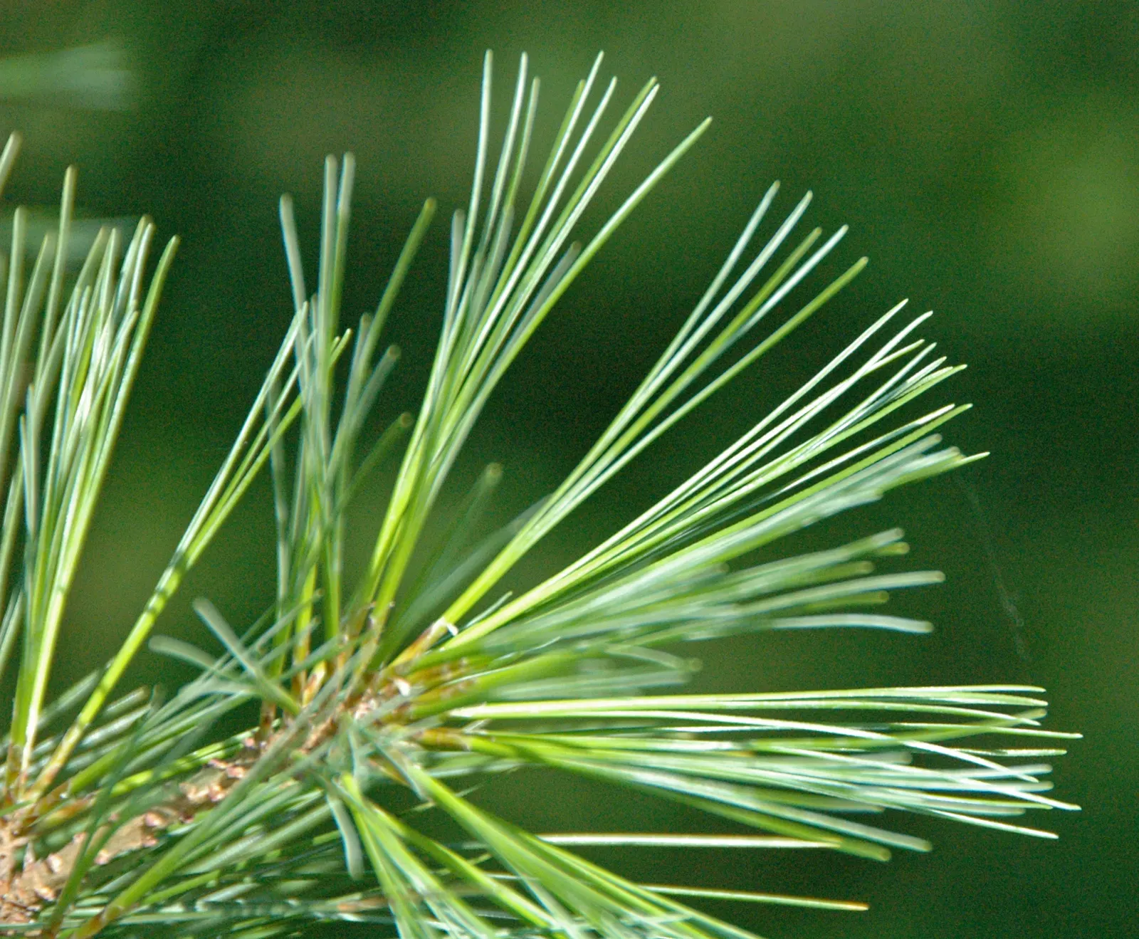 Eastern White Pine (Pinus Strobus) — This majestic tree commonly reaches heights of 50-80 feet with a spread of 20-40 feet; measuring about 3 to 5 inches in