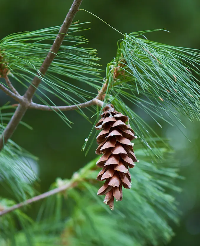 Eastern White Pine (Pinus Strobus) — yet impactful landscape element