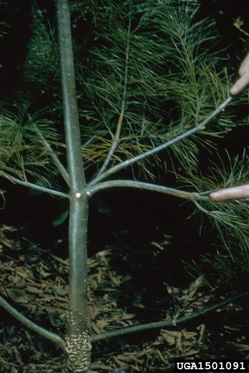 Eastern White Pine (Pinus Strobus) — This majestic tree commonly reaches heights of 50-80 feet with a spread of 20-40 feet