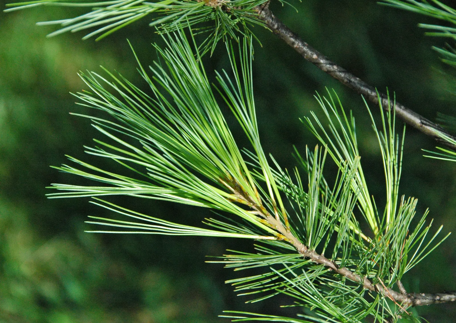 Eastern White Pine (Pinus Strobus) — it is crucial to provide ample space for this tree to flourish