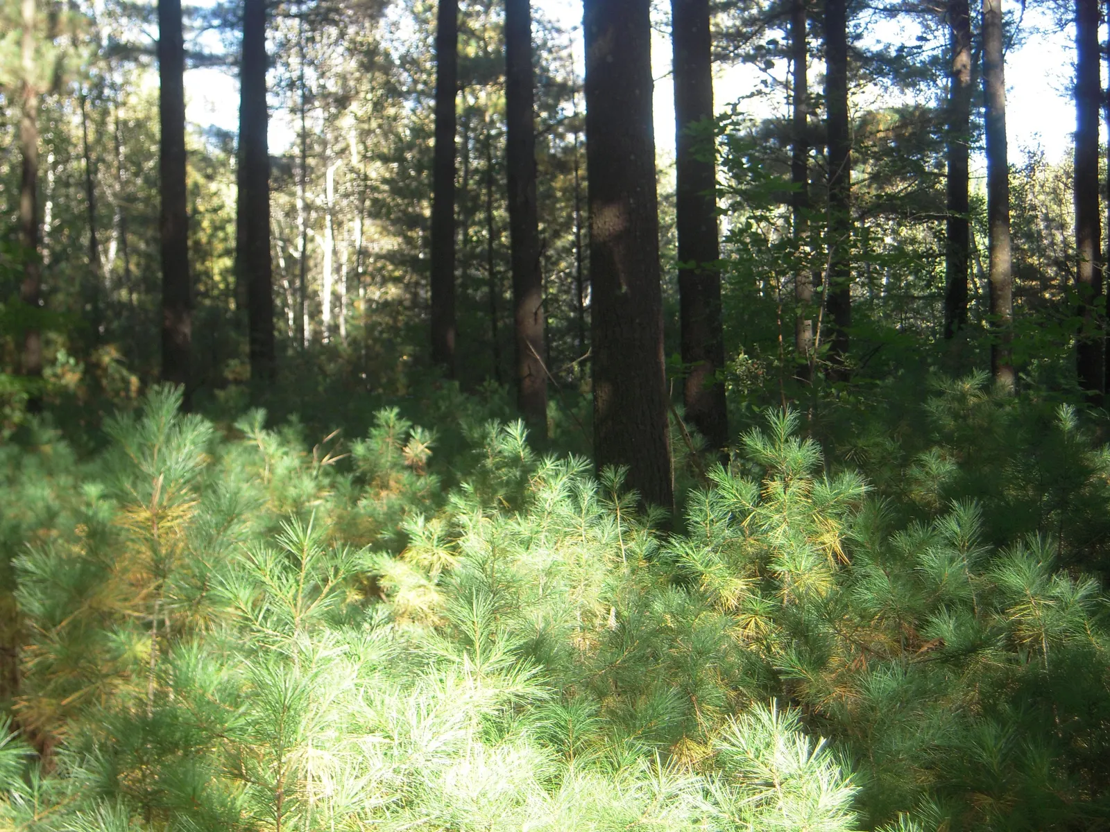 Eastern White Pine (Pinus Strobus) — It has soft, flexible needles in groups of five, and produces slender cones 4-8 inches long; this conifer, image 49