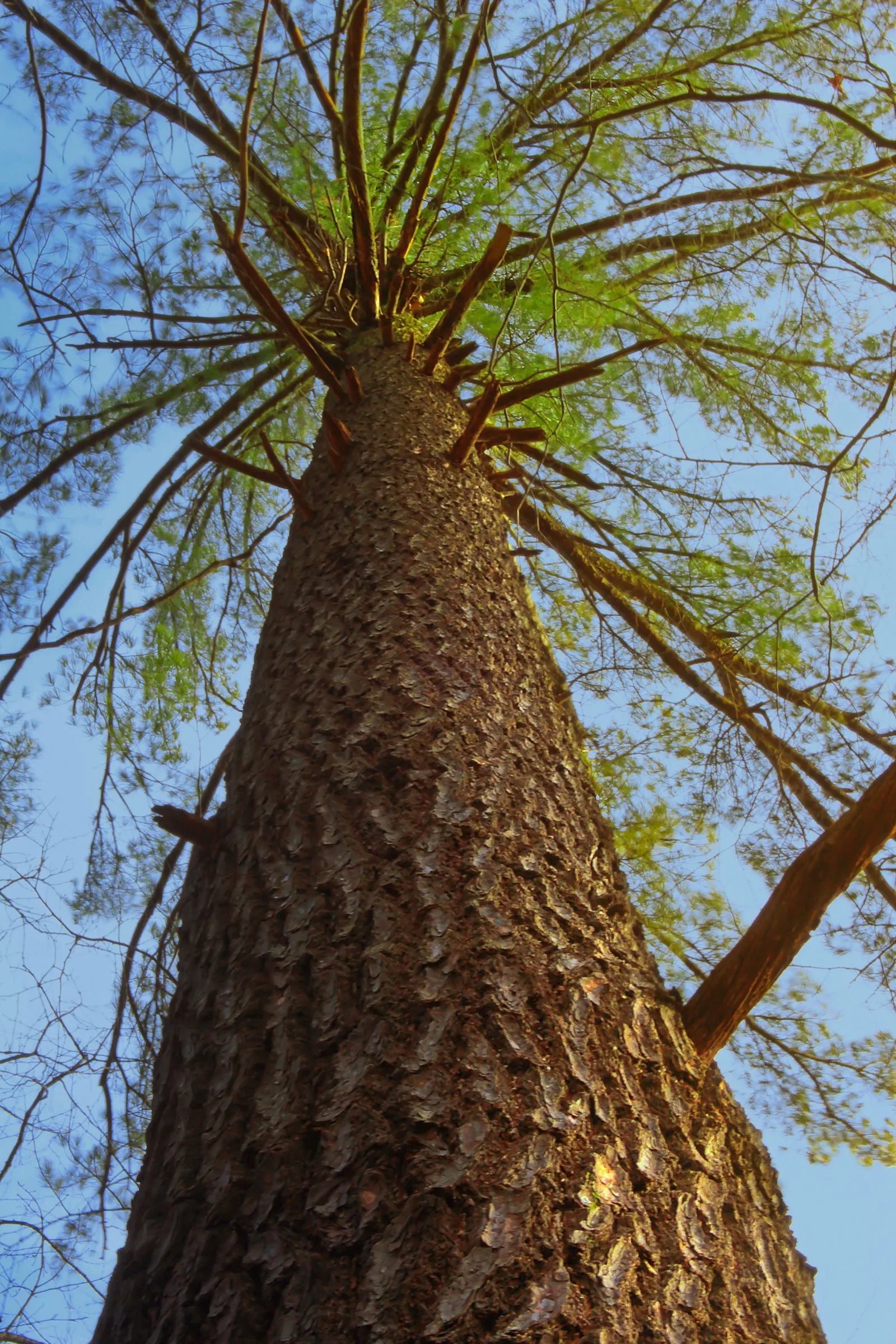 Eastern White Pine (Pinus Strobus) — and is valued for its adaptable growth and graceful