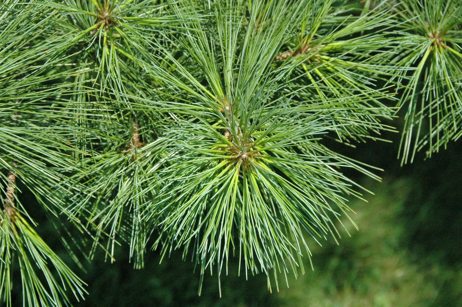 Eastern White Pine (Pinus Strobus) — this conifer showcases impressive cold tolerance.<br><br>Ideal for use as a focal point; originating from the northeastern
