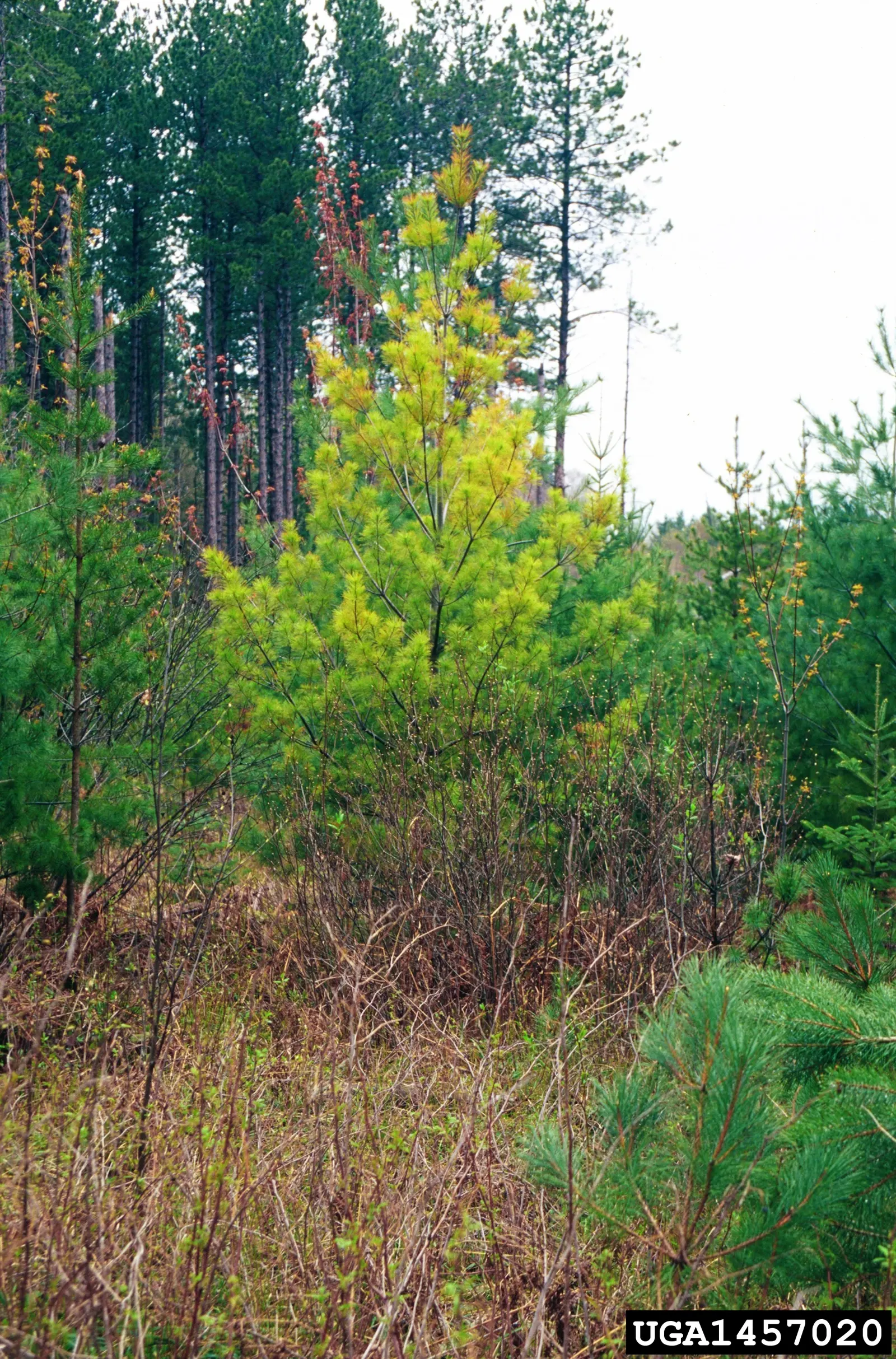 Eastern White Pine (Pinus Strobus) — Hardy in USDA zones 3 through 8; the Eastern White Pine (Pinus strobus) is an iconic, long-lived conifer, native to North