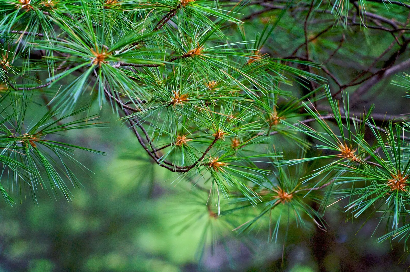Eastern White Pine (Pinus Strobus) — typically 4 to 8 inches long