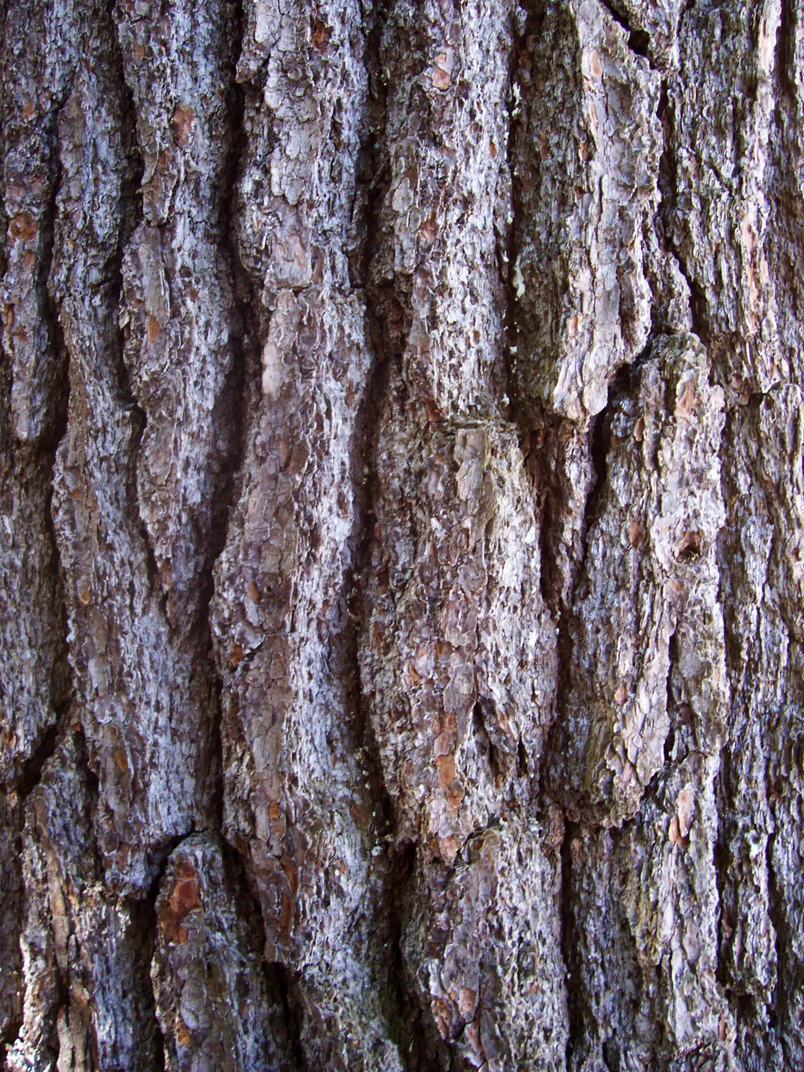 Eastern White Pine (Pinus Strobus) — It can reach astounding heights of 50 to 80 feet with a spread of 20 to 40 feet at maturity