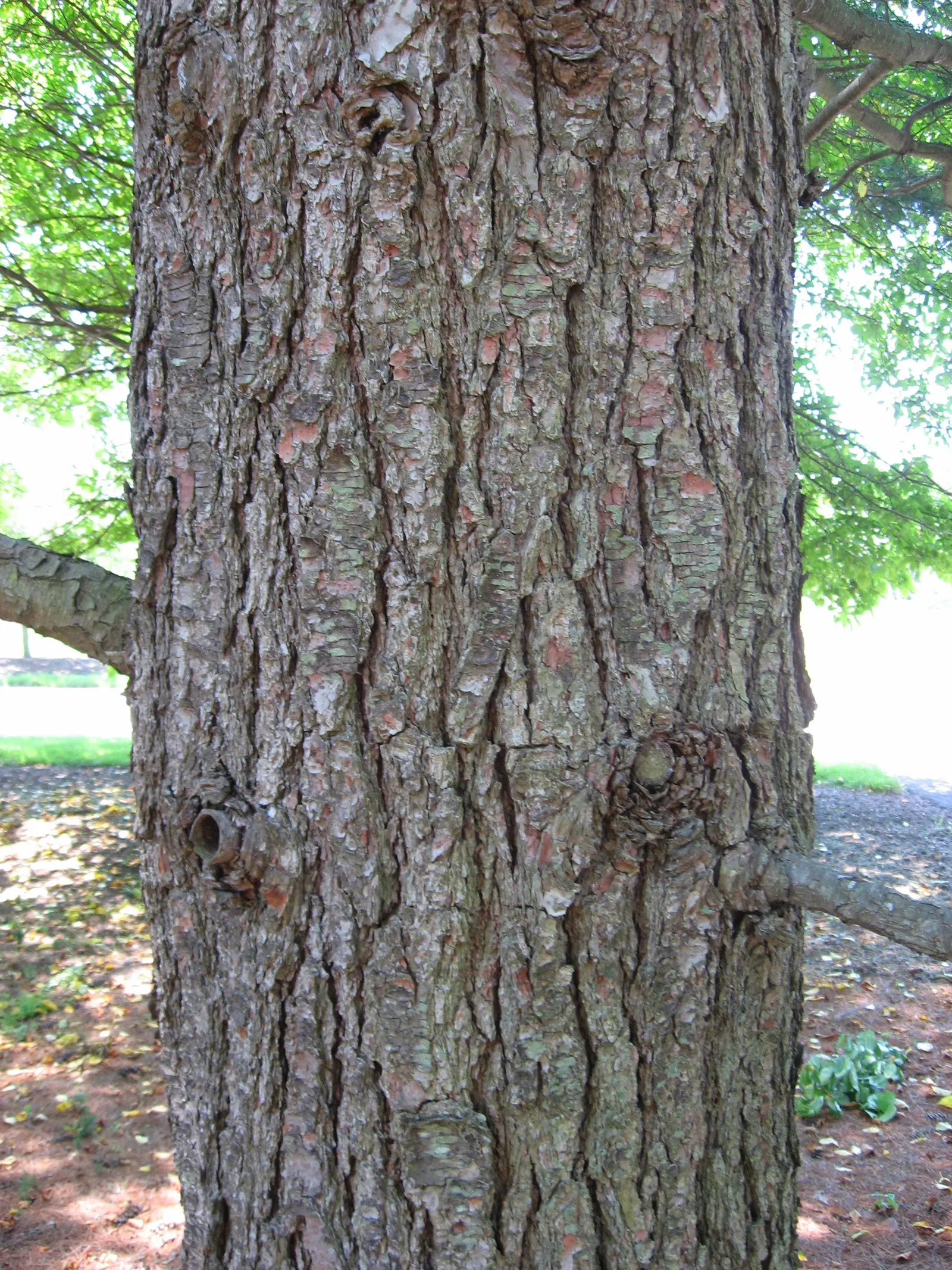 Eastern White Pine (Pinus Strobus) — ensuring its elegant form and majestic stature can be fully appreciated