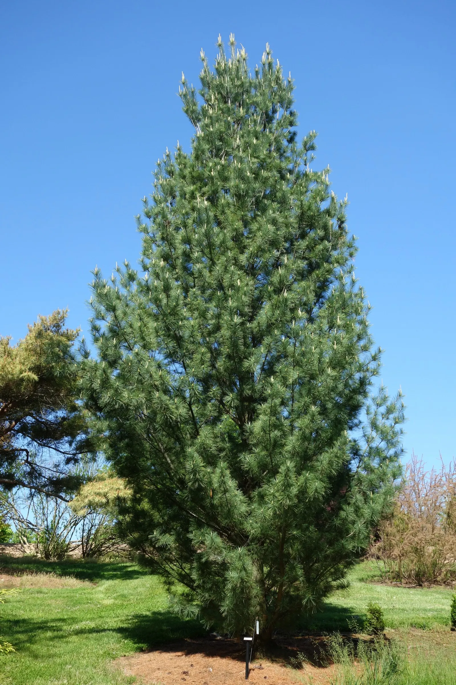 Eastern White Pine (Pinus Strobus) — typically 4 to 8 inches long; it can reach astounding heights of 50 to 80 feet with a spread of 20 to 40 feet at maturity
