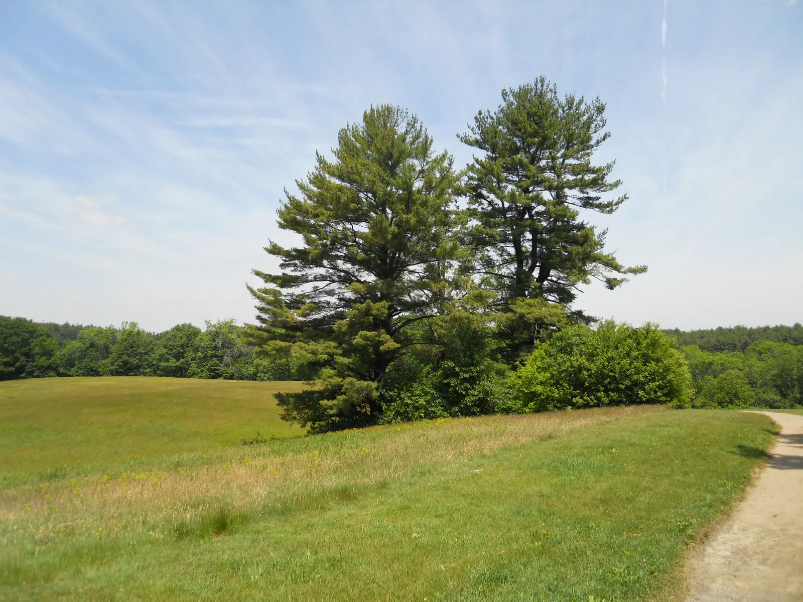 Eastern White Pine (Pinus Strobus) — Ideal for spacious landscapes; this majestic tree commonly reaches heights of 50-80 feet with a spread of, image 50