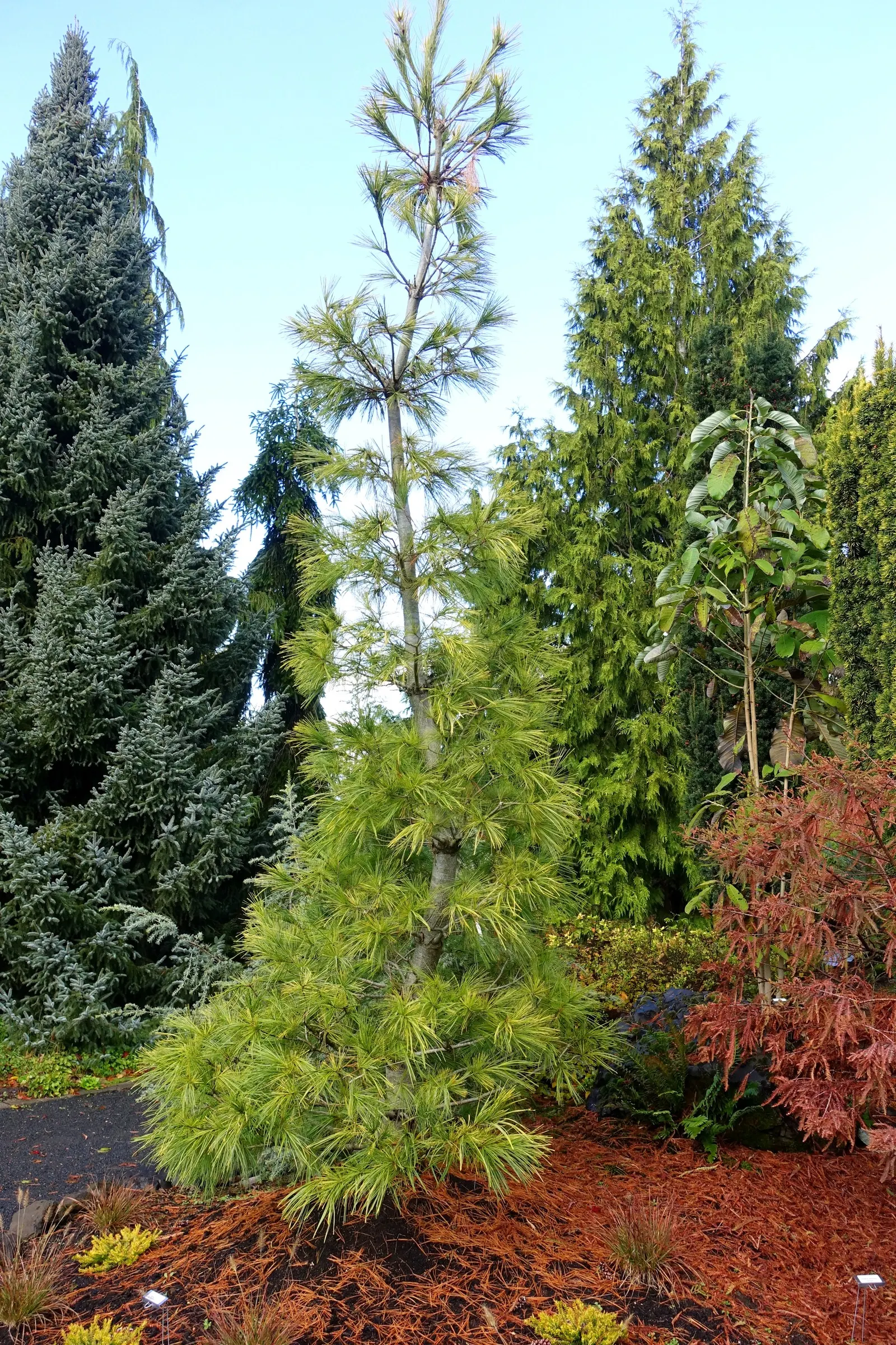 Eastern White Pine (Pinus Strobus) — It has soft, flexible needles in groups of five, and produces slender cones 4-8 inches long; this conifer showcases