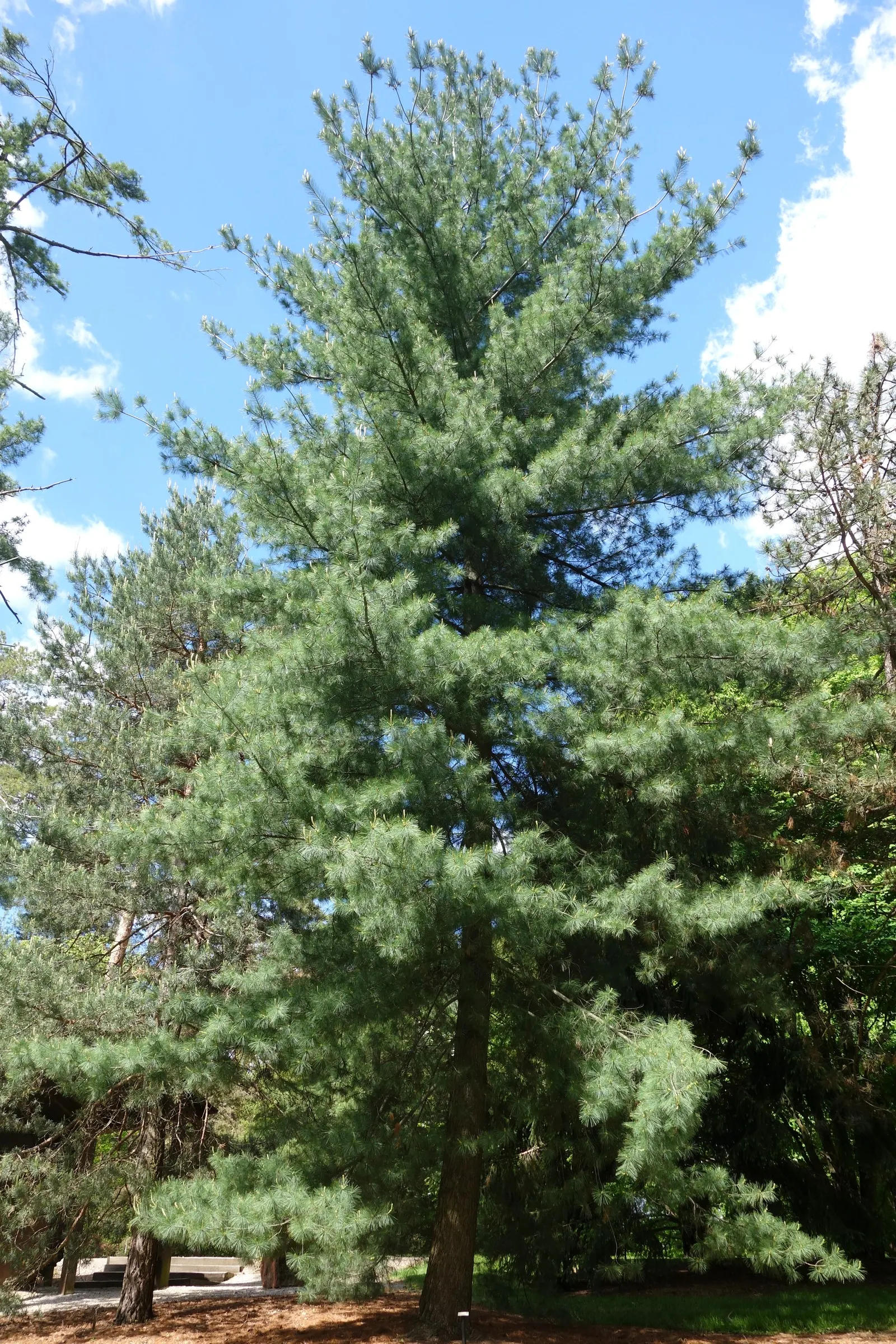 Eastern White Pine (Pinus Strobus) — The Eastern White Pine (Pinus strobus) is an iconic, long-lived conifer, native to North America; ideal for spacious