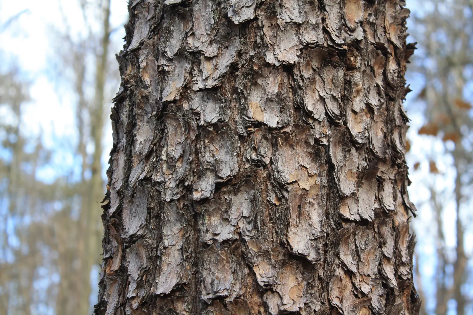 Eastern White Pine (Pinus Strobus) — It has soft, flexible needles in groups of five, and produces slender cones 4-8 inches long