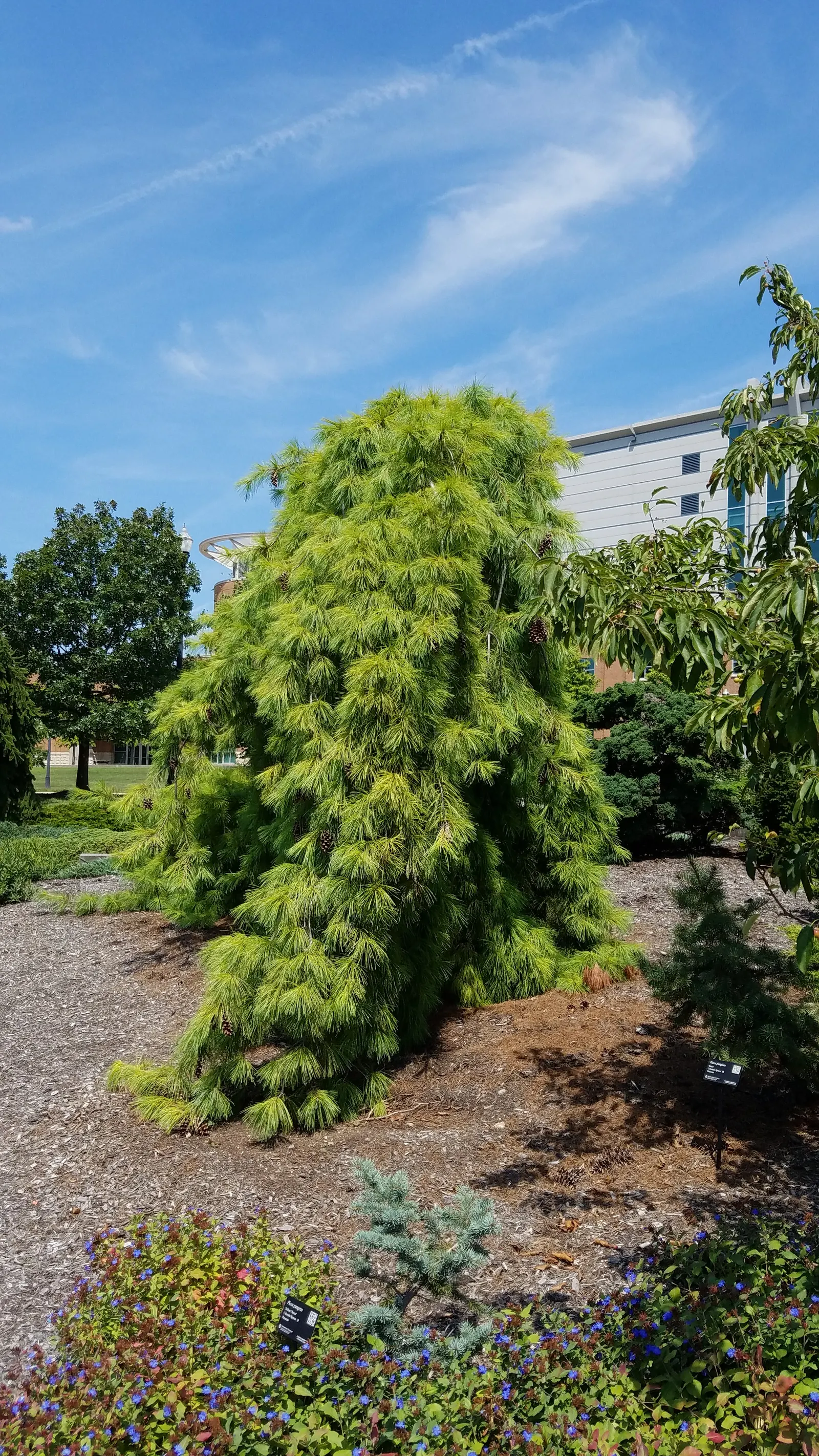 Eastern White Pine (Pinus Strobus) — Originating from the northeastern United States and Canada; is a revered conifer to consider for grand landscapes due to