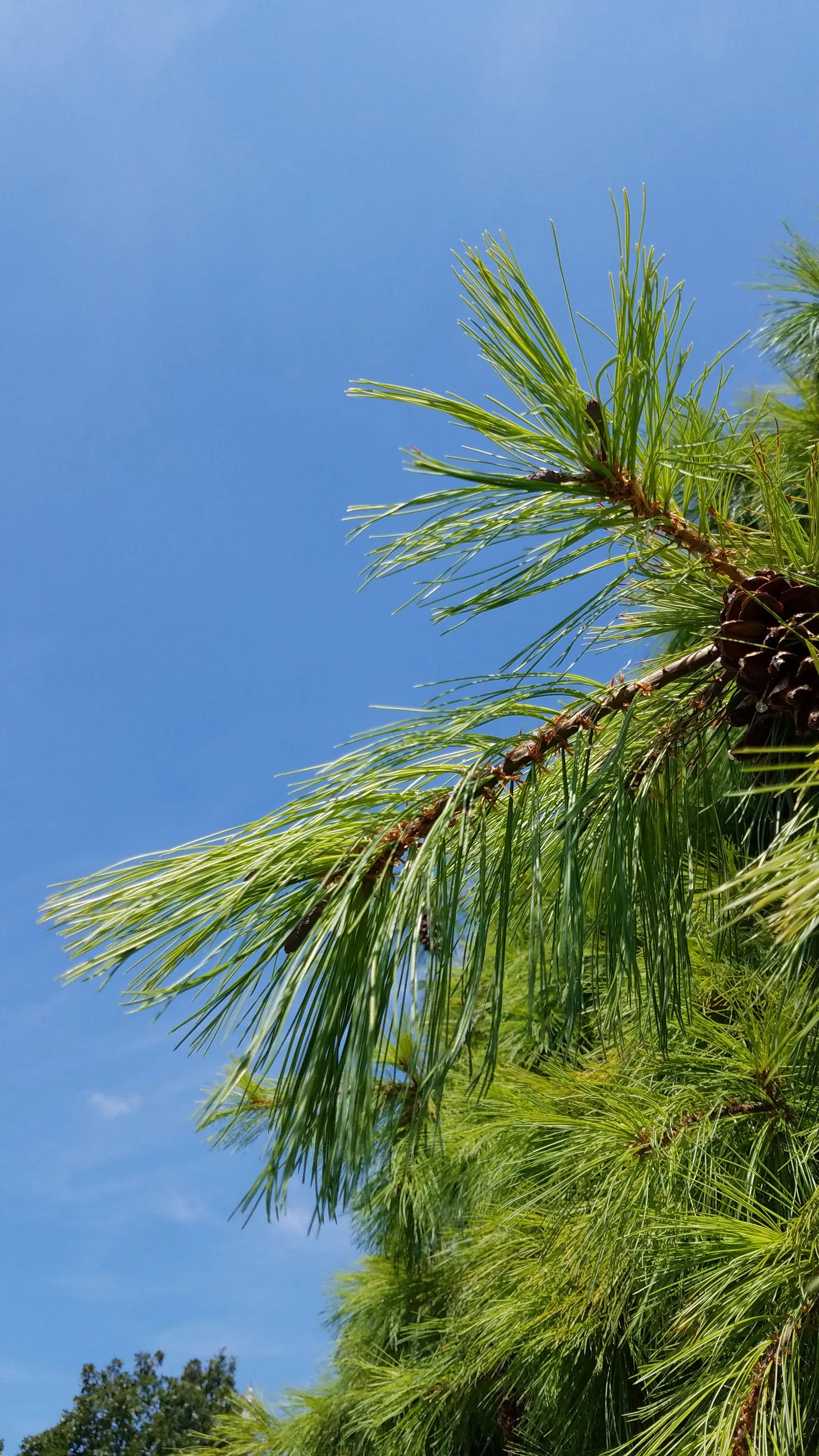 Eastern White Pine (Pinus Strobus) — a distinctive feature of this evergreen