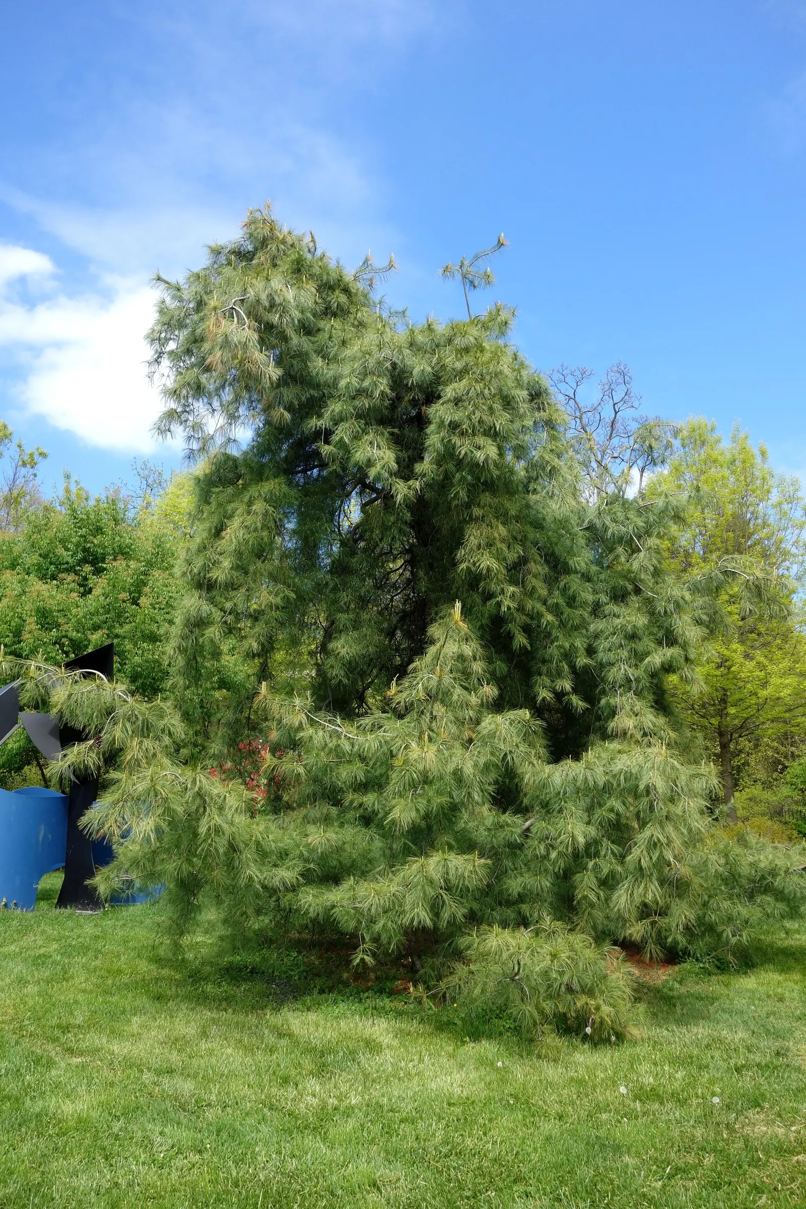 Eastern White Pine (Pinus Strobus) — The Eastern White Pine (Pinus strobus) is an iconic, long-lived conifer, native to North America; ideal for, image 47