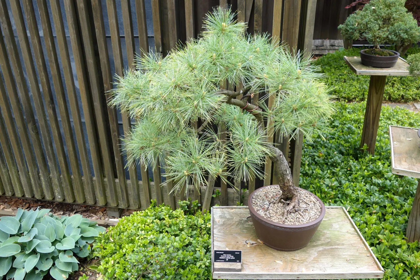 Eastern White Pine (Pinus Strobus) — The tree produces slender; it has soft, flexible needles in groups of five, and produces slender cones 4-8 inches long