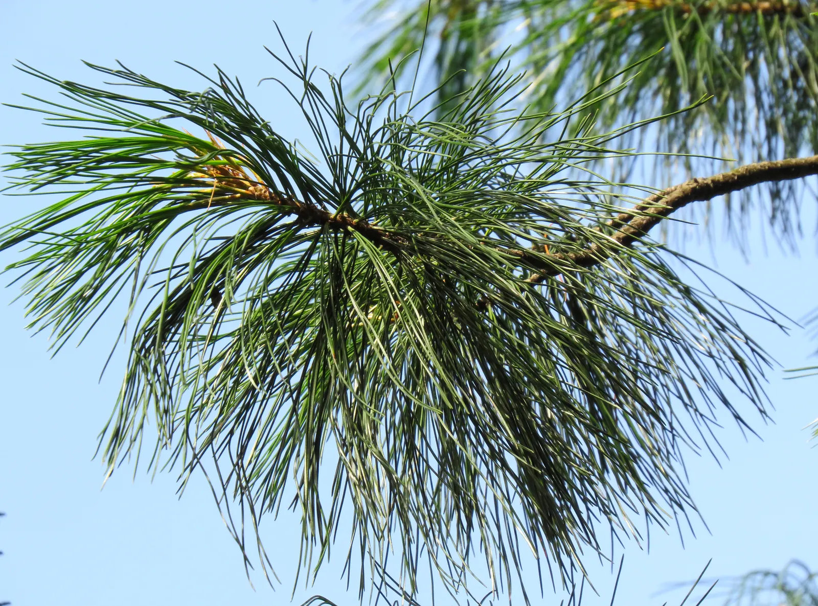 Eastern White Pine (Pinus Strobus) — a distinctive feature of this evergreen, image 35