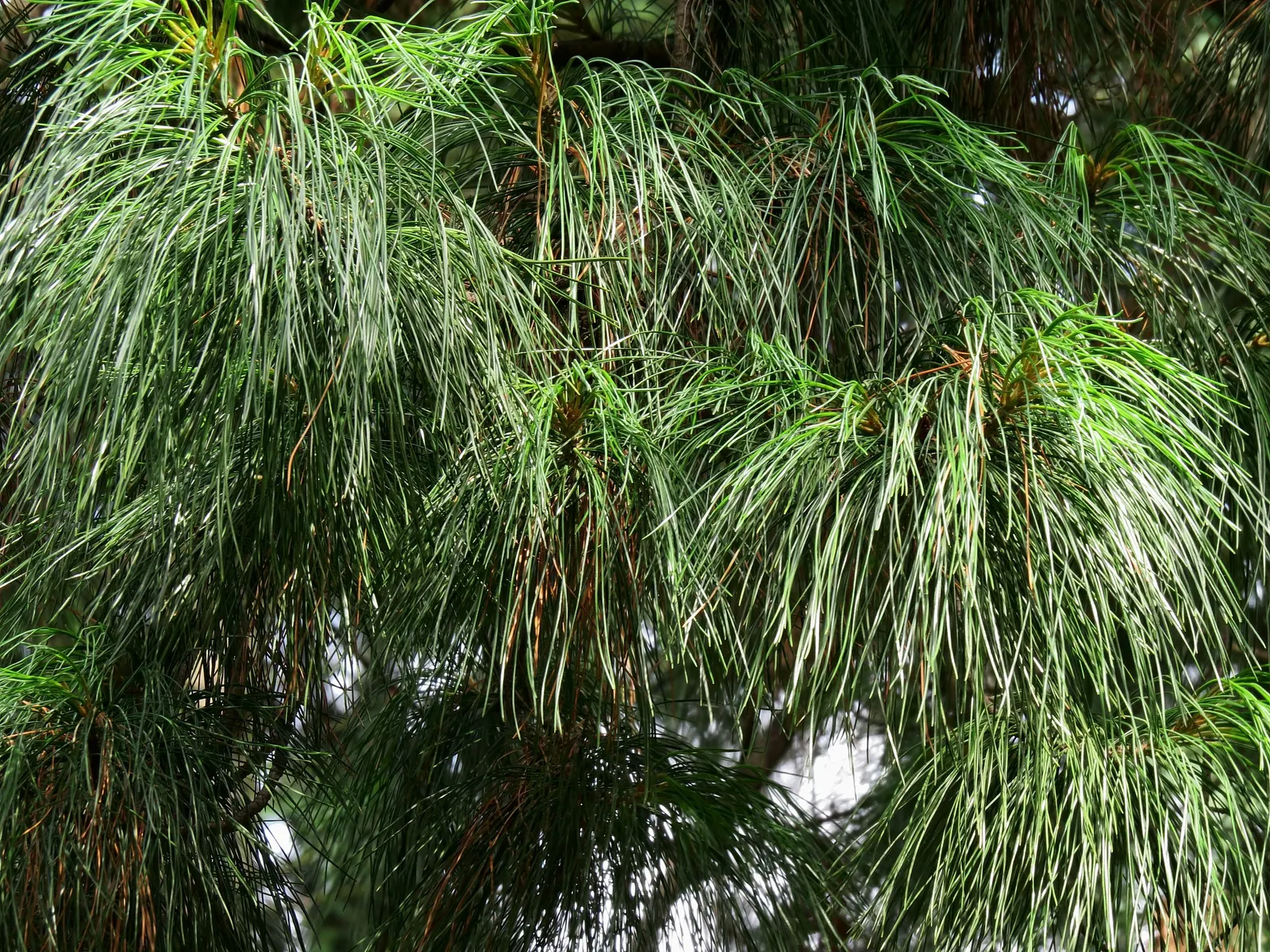 Eastern White Pine (Pinus Strobus) — Originating from the northeastern United States and Canada