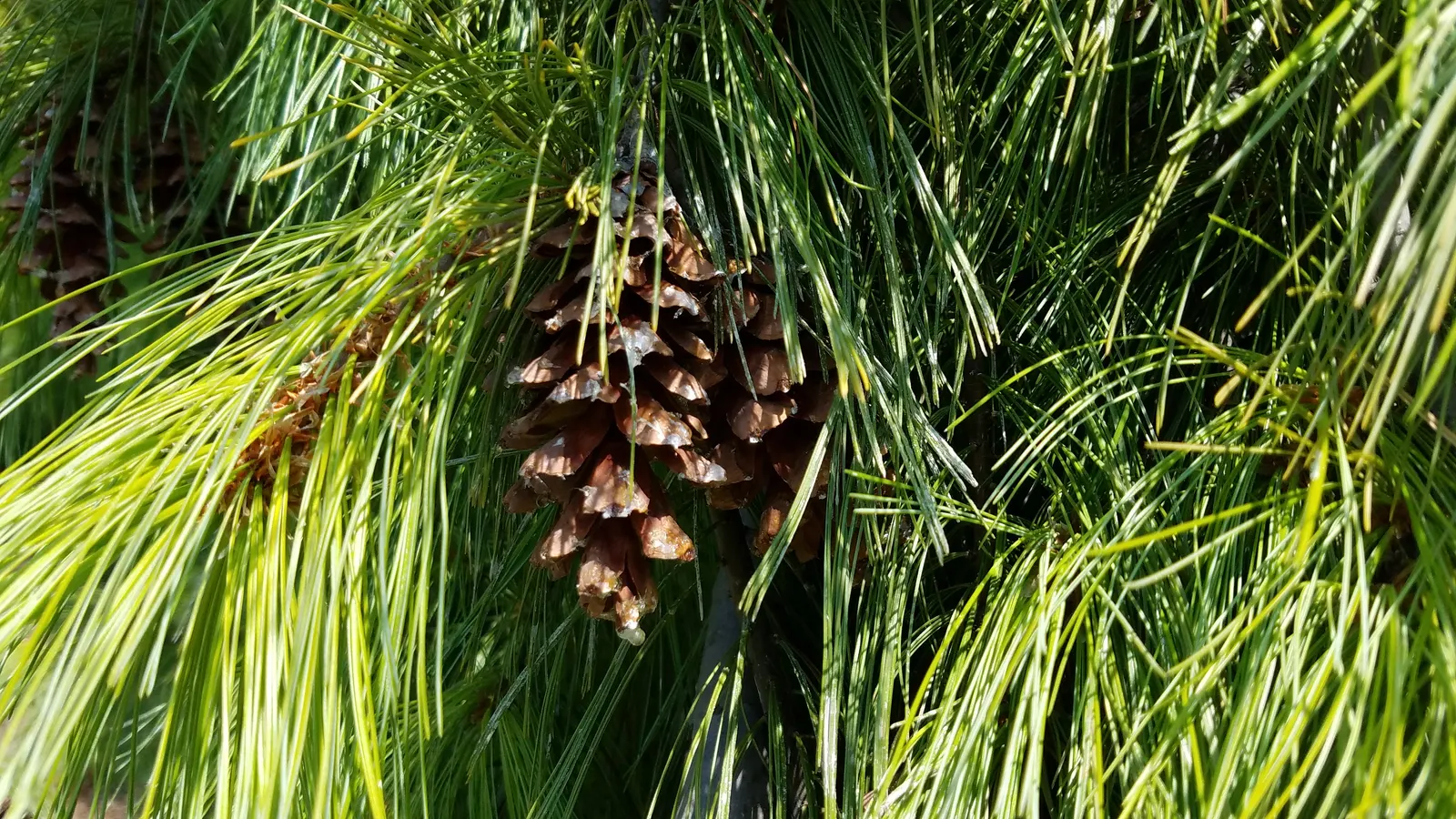 Eastern White Pine (Pinus Strobus) — measuring about 3 to 5 inches in length; it offers year-round greenery