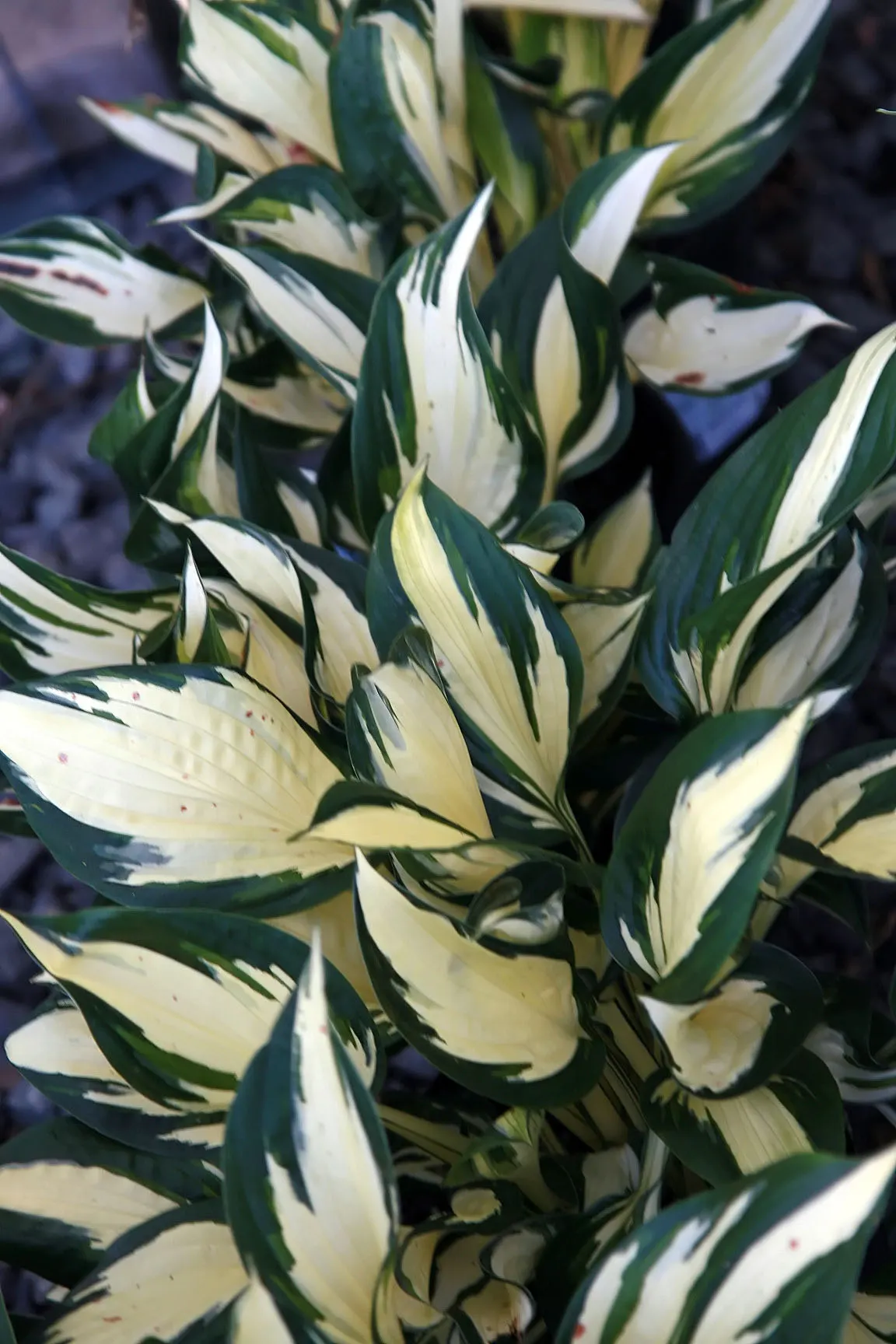 Fire And Ice Hosta (Hosta 'Fire And Ice') — it thrives in well-drained soil and prefers partial to full shade