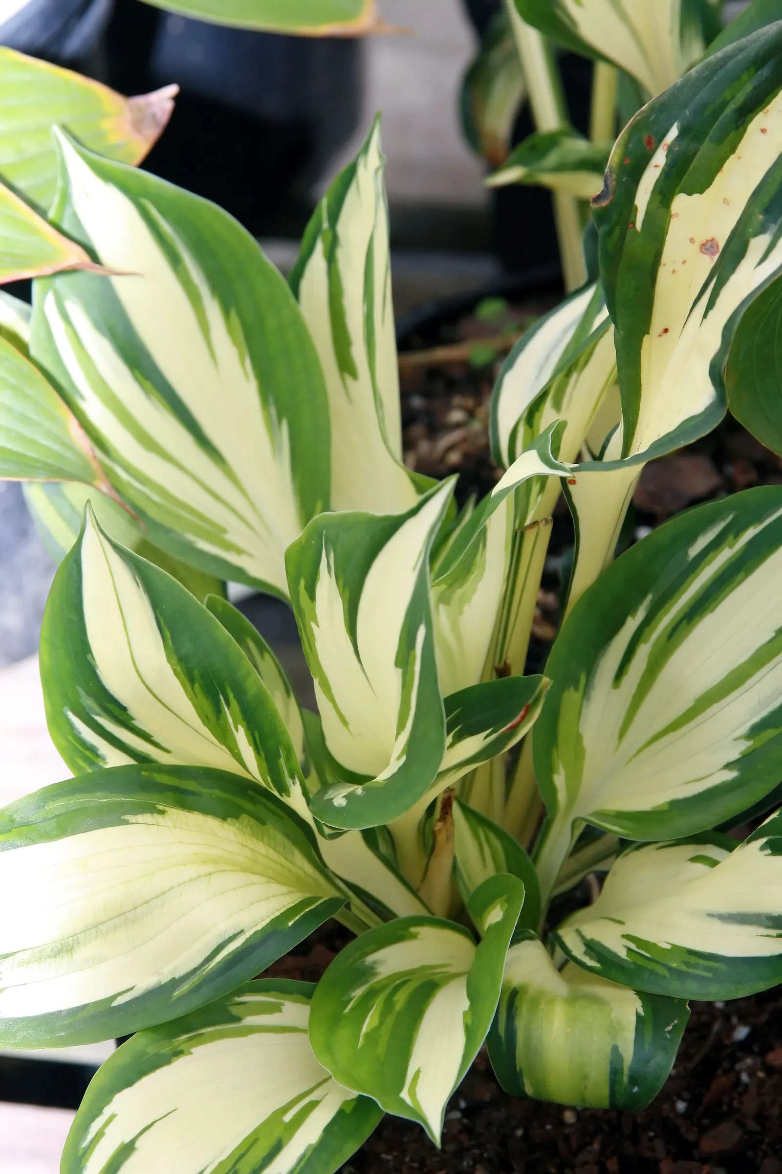 Fire And Ice Hosta (Hosta 'Fire And Ice') — Ideal for creating visual contrast in woodland gardens