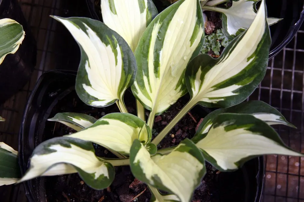 Fire And Ice Hosta (Hosta 'Fire And Ice') — Reaching a mature size of roughly 16 inches in height and 24 inches in width