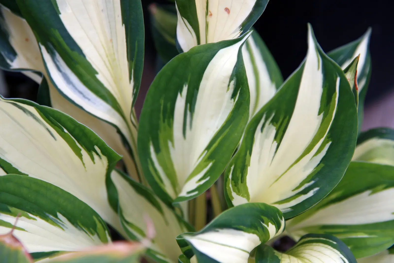 Fire And Ice Hosta (Hosta 'Fire And Ice') — this shade-loving plant sports lavender blooms in midsummer