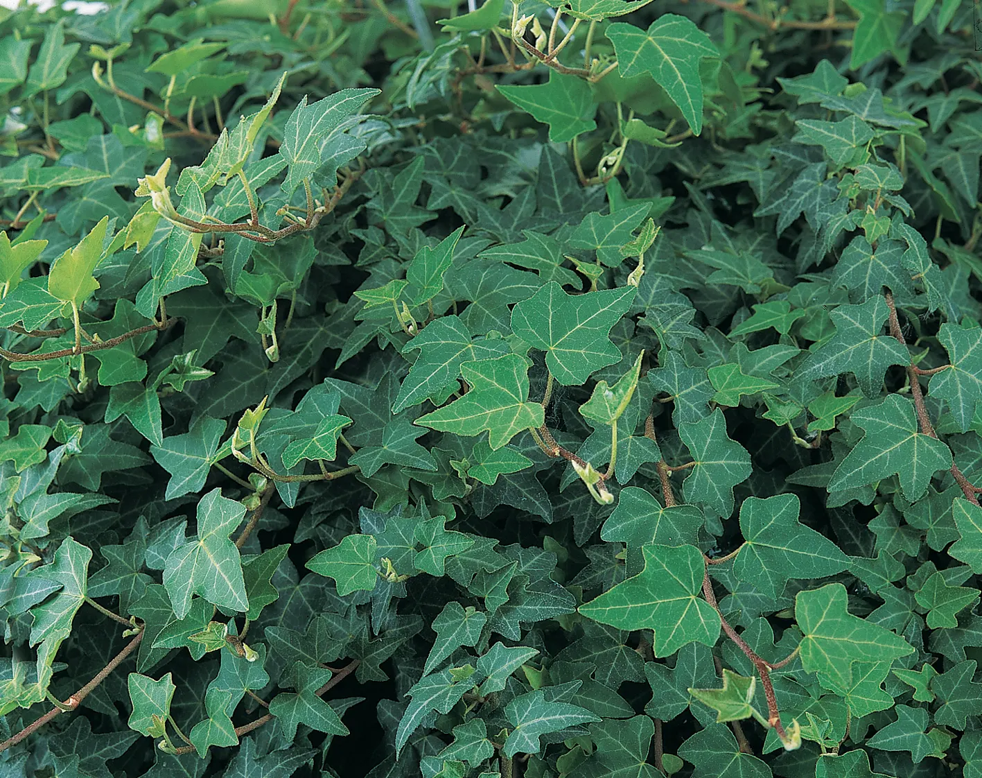 Patricia® Ivy (Hedera helix) — vining habit with green leaves; according to the Humane Society of America Ivy plants especially the leaves and berries can be