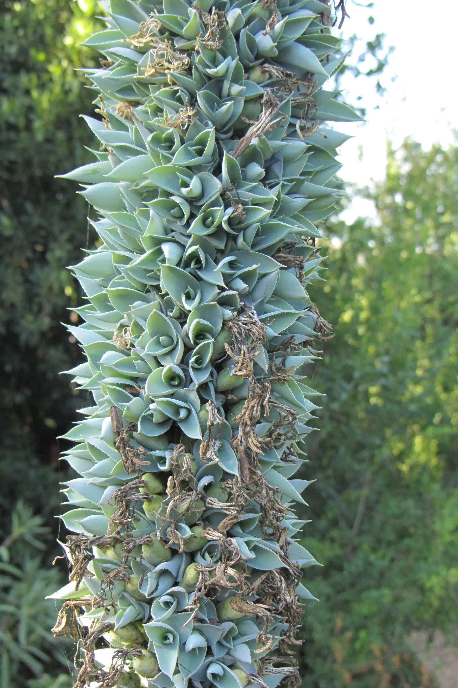 Octopus Agave (Agave Vilmoriniana) — making it ideal for xeriscape gardens or areas with low rainfall.<br><br>The Octopus Agave is a slow grower