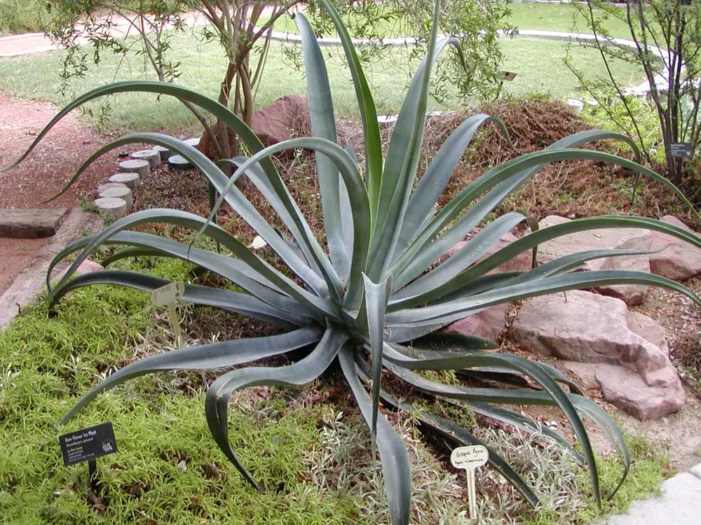 Octopus Agave (Agave Vilmoriniana) — thriving in USDA hardiness zones 9 to 11